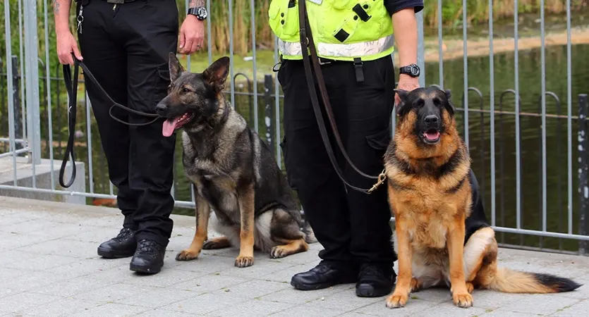 Dog with Security guard